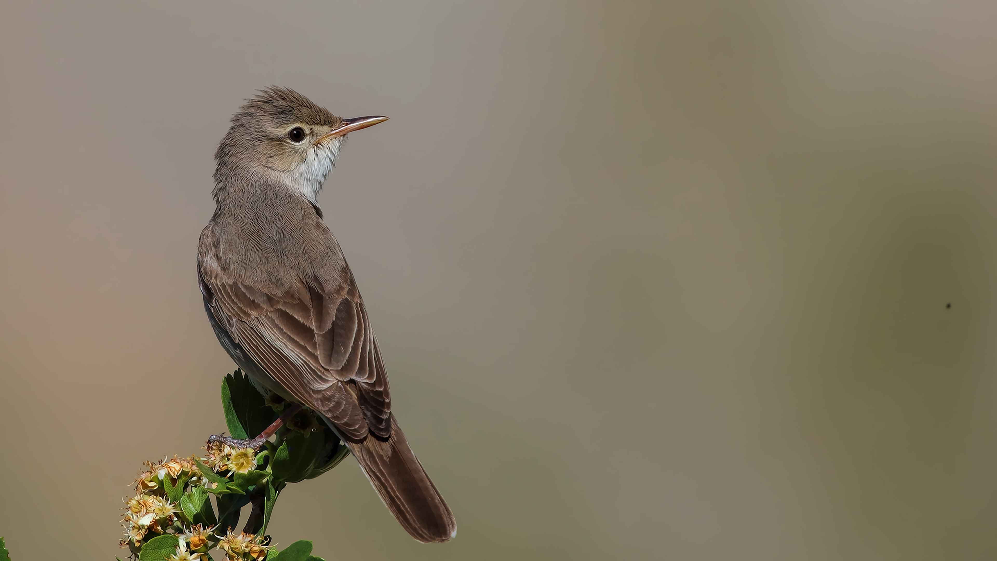 Upcher's Warbler